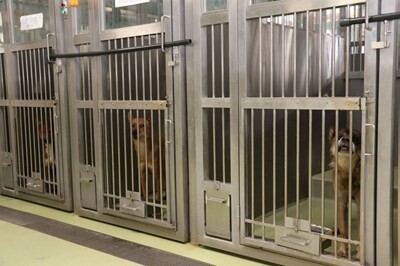 市民「この野良犬を保護したいんだけど…」愛護センター職員「あ、こいつ怒らせたら噛みやがった。狂犬だわ」→殺処分