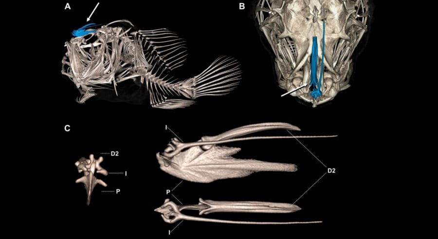 アンコウの「ちょうちん」は進化の起爆剤だった――種が増えるペースが3倍に