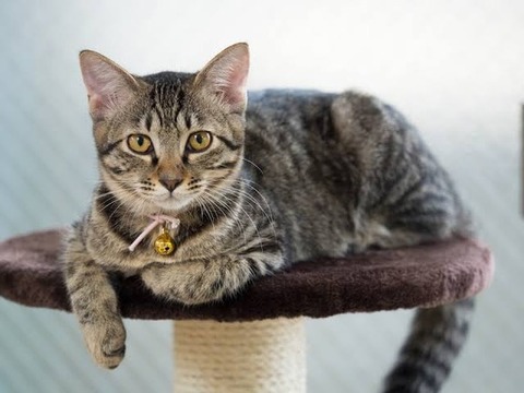 娘が全国的に大きな賞を取り、旦那が喜んで実家のトメに電話で報告。旦那「わかった、嫁子に代わるね」私「もしもし」→おめでとうと言ってくれるのかと思ったら…