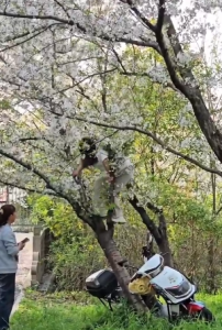 中国上海の有名な桜スポットで、写真を撮るため桜の木に登った結果→重さに耐えきれず根元から倒れる