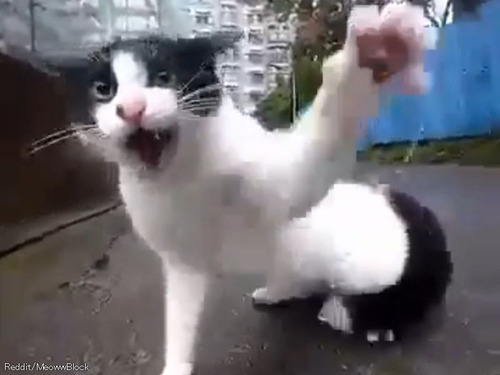 「愛猫にカメラを装着したら…社会の脅威だったと判明してショック」