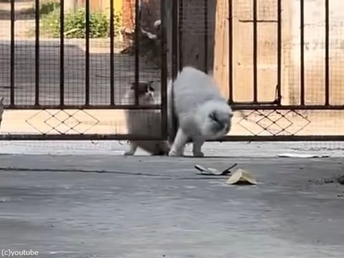 ぽっちゃり猫がギリギリ柵を通れないので…もう1匹に手伝ってもらう（動画）