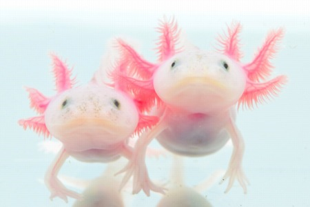 【画像】野生化したウーパールーパー、馬鹿デカい