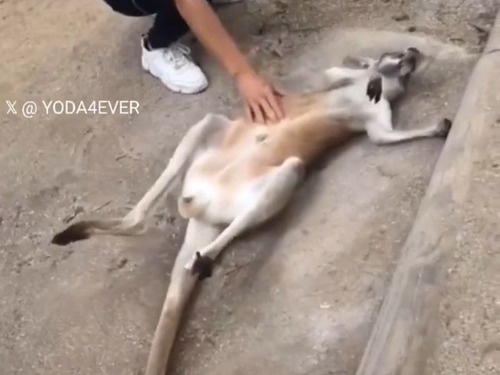 赤ちゃんカンガルーのお腹をナデたら…「もっと！」とせがむ甘えっぷり