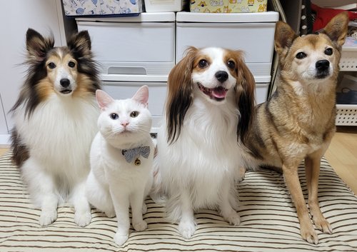 【悲報】犬派←バカそう、猫派←賢そう