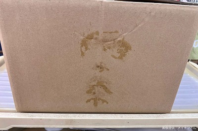 【悲報】辺野古死亡事故、被害者の遺品をボロボロの段ボールに詰めて遺族に渡していたと判明する・・・