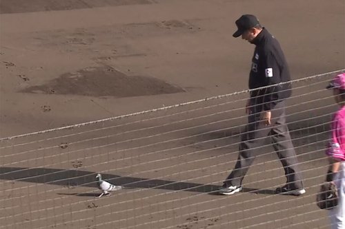 【悲報】ハトさん、楽天-西武戦に乱入し一塁手にタイムを要求させてしまう