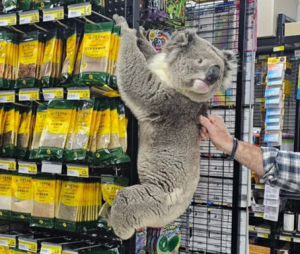 スーパーにコアラが来店www