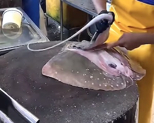 【動画】エイの捌き方。変わった包丁で器用に処理する職人さんのお仕事。