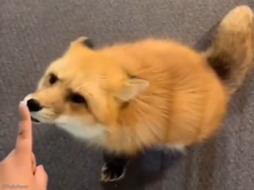 キツネの鼻をタッチしたら…表情でリアクションしてくれた