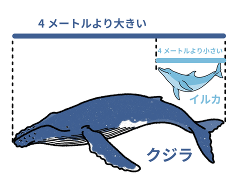 【悲報】イルカ、4メートル以上に成長したらクジラにされる模様www