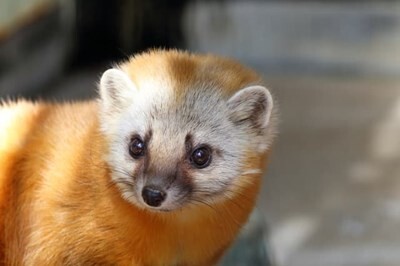 【画像】イタチとかいう動物を見たことあるやつ、存在しないww