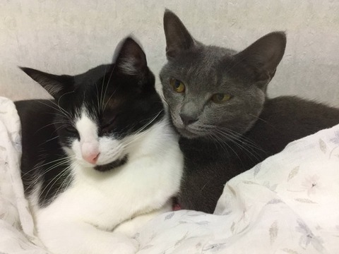 彼母の顔を見た父が「あなたを車で轢いていいですか？」と聞いた。「お父さん何を言ってるの？」と焦る私。パニックになる彼の家族。実は…