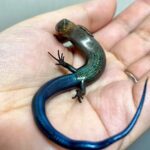 【衝撃】ガチで性的すぎる「エ口いトカゲ」ランキング、ついに発表されるwww