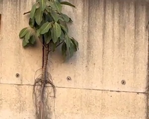 【動画】植物の生きようとする力が凄すぎるw(ﾟoﾟ)w