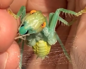 【動画】2018年に新種として登録された糸を吐く昆虫がキモかわいい。