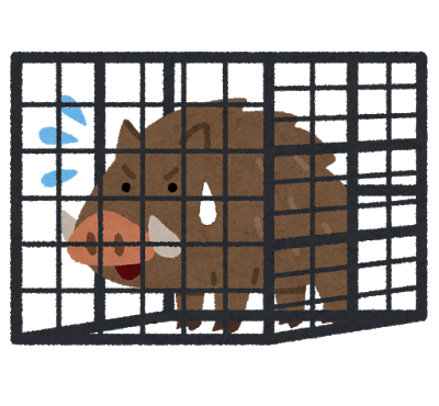 つくばで巨大イノシシ捕獲される [844481327]
