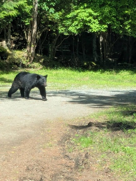 園内にもクマいるが…野生クマ目撃で富士サファリパークの一部アトラクションが休止　サファリゾーンは通常どおり営業