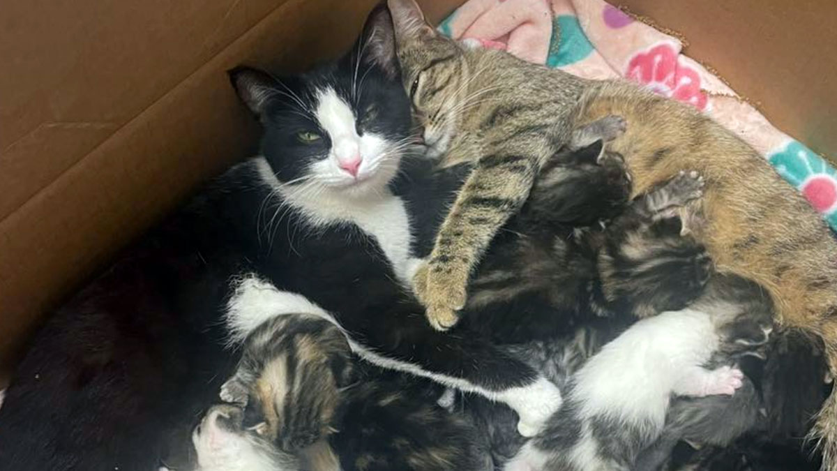みんな生き延びるための野良猫たちの知恵。2匹の母猫が協力して11匹の子猫を育てていた