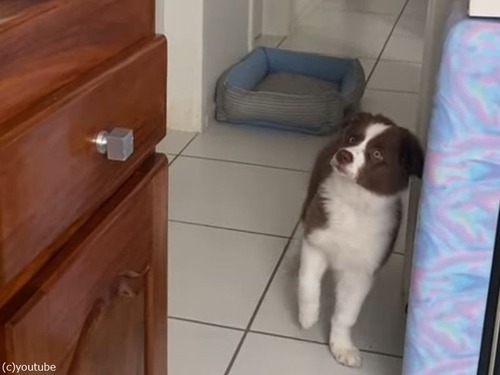 生まれて初めてプリンターの音を聞いた子犬…キャンキャン鳴いて退散する（動画）