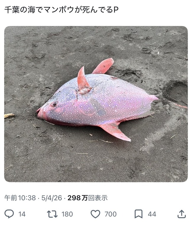 【悲報】千葉の海に”赤マンボウ”が漂着する