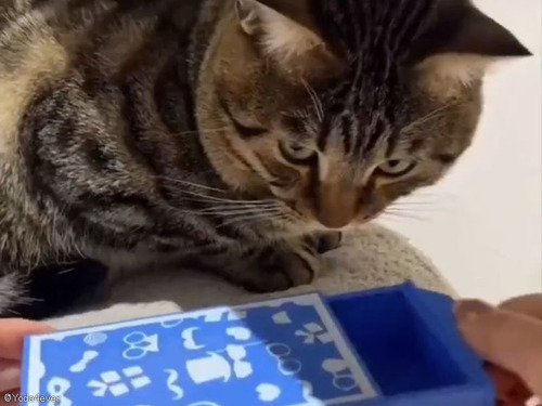 「空箱のはずが!?」猫に手品を披露したら…いい表情を見ることができた