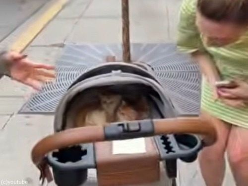 ベビーカーいっぱいの子猫を見て「おーまいがっ！」となった人たち