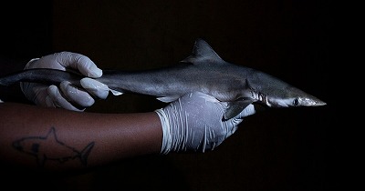 【悲報】南米のサメ、コカイン陽性反応が出てしまうwww