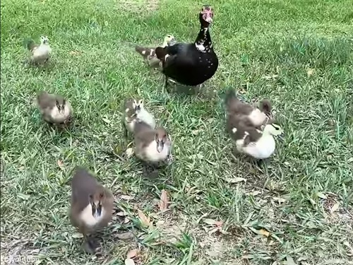 公園でランチしてたら…カモの親子があいさつしに来た（動画）