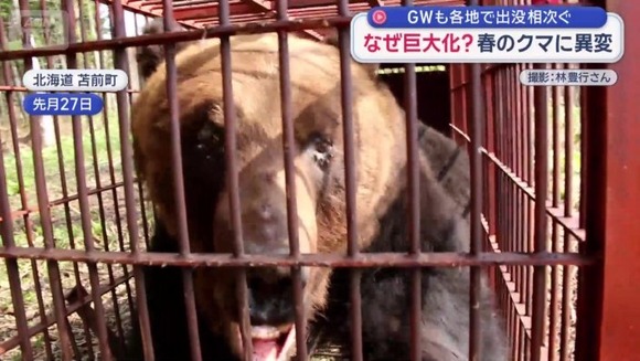GWの人里に…クマが巨大化　なぜ？