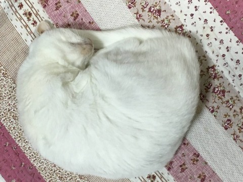 旦那がウトにうちの車の鍵を渡してしまい、ウトがさらにコトメに勝手に貸し出した。コトメは車に傷をつけた。コトメ「私の車だったら、その程度なら直さないんだよね」お前の車か？