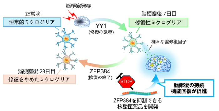 定説「壊れた脳は治らない」を覆す発見ー－脳の自然治癒力を維持する方法が見つかる
