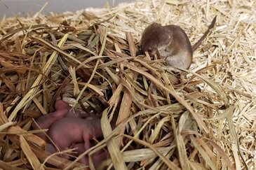 【世界初】ヒメトガリネズミの飼育下での繁殖に成功