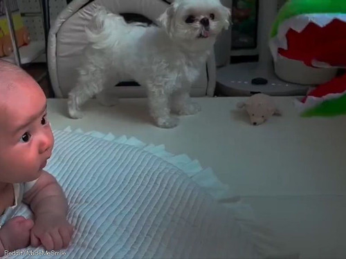 ぬいぐるみワニで赤ちゃんをガブっとしたら…小さな愛犬にめちゃくちゃ怒られた
