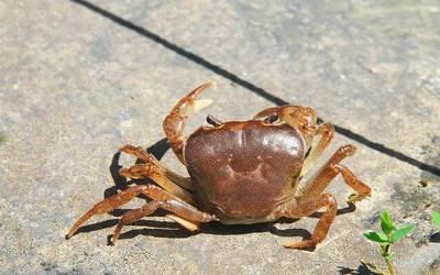 【衝撃】｢玄関にカニ」がいた家、次々と空き巣の被害に遭っている模様・・・・