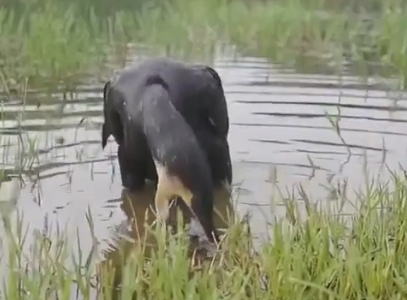 衝撃！鳥さん巨魚を飲み込む！