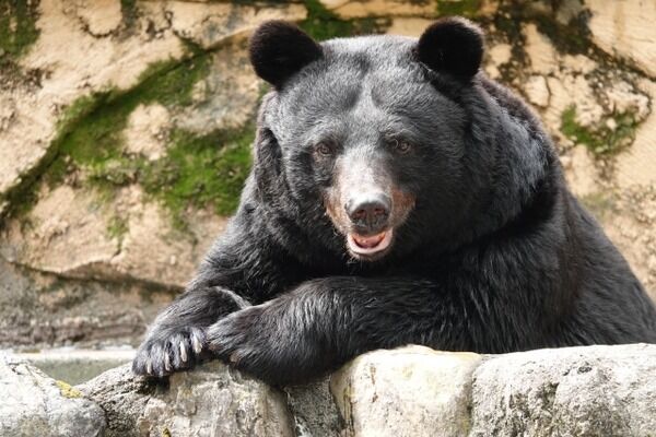 【緊急速報】クマサン、ついに都民を食べる！！！