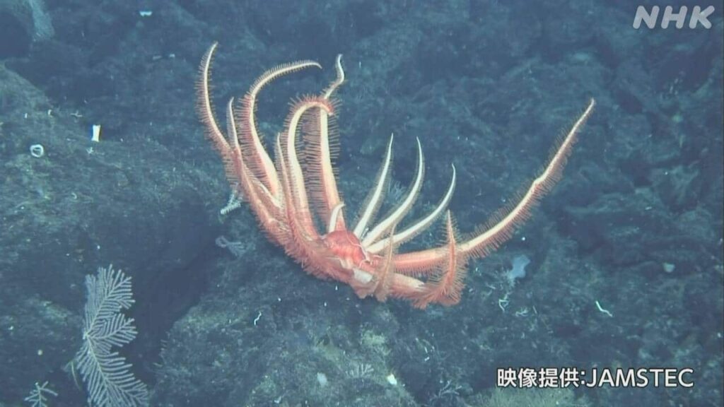 【朗報】日本さん、新種の深海生物38種を続々発見！もうこれ地球外生命体だろｗｗｗ
