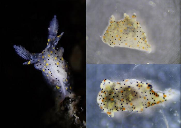 ゴマ粒のように小さな「新種ウミウシ」を発見、台湾