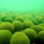 特別天然記念物「阿寒湖のマリモ」、すでに温暖化影響の可能性