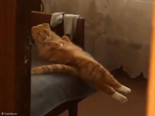 「猫が信じられないポーズで寝そべってた…そして着地のしかたも独特だった」