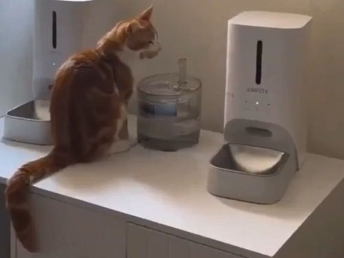 猫が給水器の前で舌をチロチロ…あれ、水を飲んでない!?