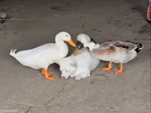 アヒル2羽に毛づくろいされる犬…まんざらでもなさそう（動画）