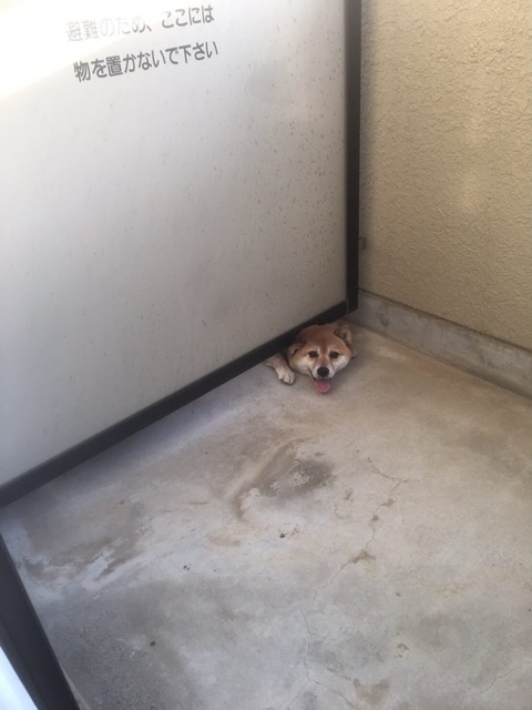 【画像】隣家の犬、レベチwww