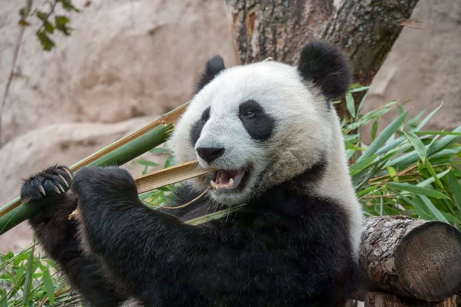 「パンダが」竹好きなのではなく「竹が」パンダを竹好きにさせている