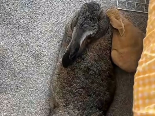 大きさが数倍違うウサギだけど…仲の良いカップル（動画）
