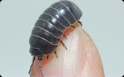 彡(^)(^)｢処女のダンゴムシにシコティッシュ食わせて飼育してる｣