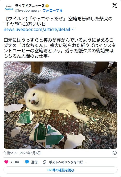 【画像】白柴さん、空箱を完全粉砕してドヤ顔で寝そべってしまう