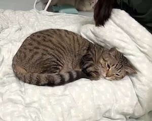 【ネコ】全身を跳ねさせても動じないどころか気持ちいいニャな猫。