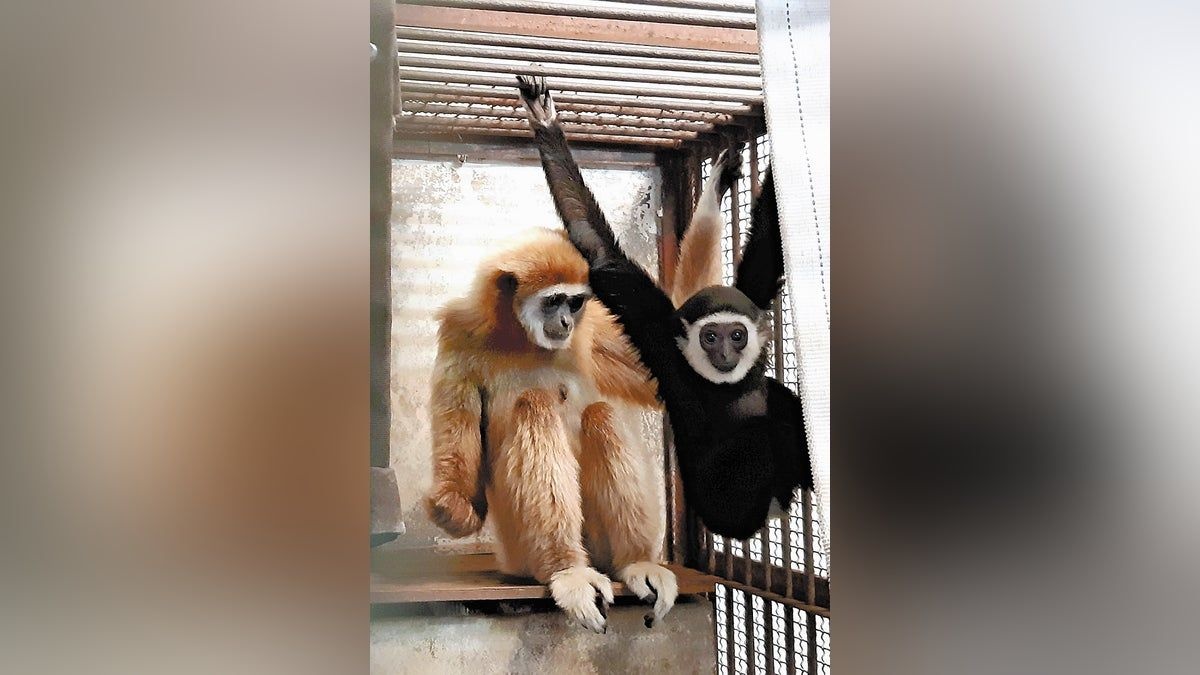 メスしかいない飼育小屋でサルが謎の妊娠。わずかに開いた壁の「穴」が原因と結論。佐世保の動物園